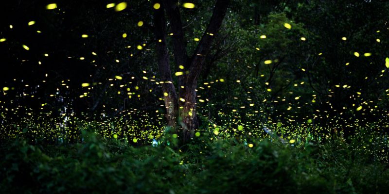 Firefly Watching in Kuala Selangor